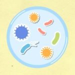 Sel sehat dengan struktur yang lengkap dan fungsional